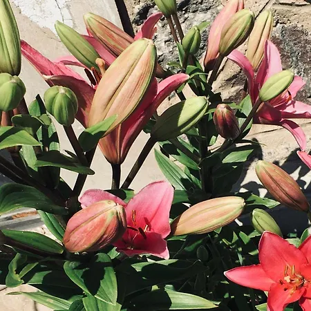 아파트호텔 Streintz